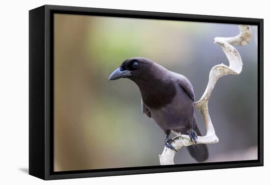 Brazil, Mato Grosso, the Pantanal. Purplish Jay on a Vine-Ellen Goff-Framed Premier Image Canvas