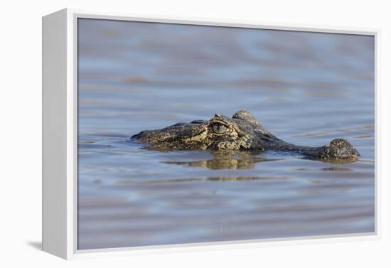 Brazil, Mato Grosso, the Pantanal, Rio Cuiaba. Black Caiman in Water-Ellen Goff-Framed Premier Image Canvas