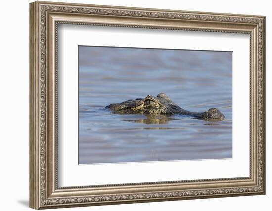 Brazil, Mato Grosso, the Pantanal, Rio Cuiaba. Black Caiman in Water-Ellen Goff-Framed Photographic Print