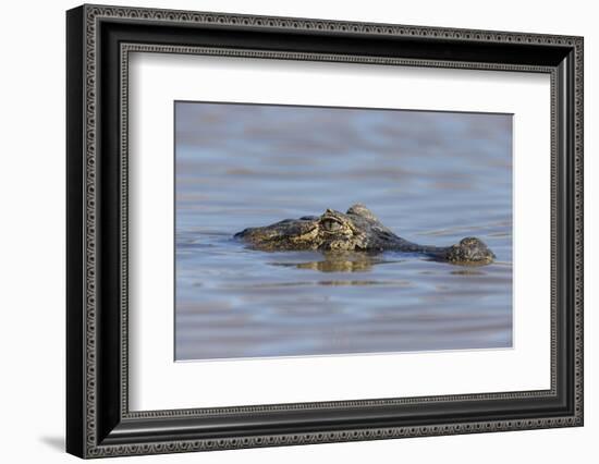 Brazil, Mato Grosso, the Pantanal, Rio Cuiaba. Black Caiman in Water-Ellen Goff-Framed Photographic Print