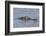 Brazil, Mato Grosso, the Pantanal, Rio Cuiaba. Black Caiman in Water-Ellen Goff-Framed Photographic Print