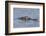 Brazil, Mato Grosso, the Pantanal, Rio Cuiaba. Black Caiman in Water-Ellen Goff-Framed Photographic Print