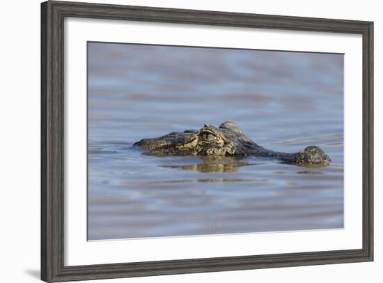 Brazil, Mato Grosso, the Pantanal, Rio Cuiaba. Black Caiman in Water-Ellen Goff-Framed Photographic Print