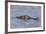 Brazil, Mato Grosso, the Pantanal, Rio Cuiaba. Black Caiman in Water-Ellen Goff-Framed Photographic Print