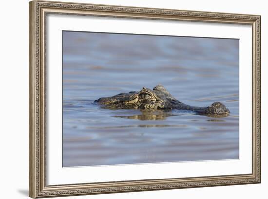 Brazil, Mato Grosso, the Pantanal, Rio Cuiaba. Black Caiman in Water-Ellen Goff-Framed Photographic Print