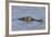 Brazil, Mato Grosso, the Pantanal, Rio Cuiaba. Black Caiman in Water-Ellen Goff-Framed Photographic Print