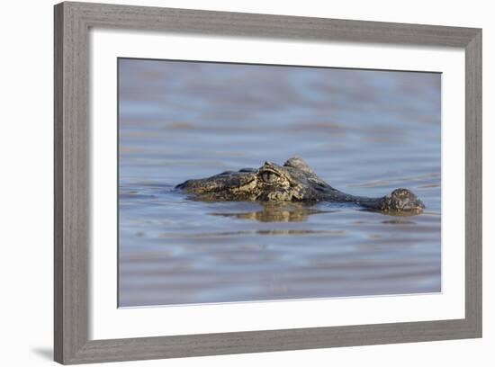 Brazil, Mato Grosso, the Pantanal, Rio Cuiaba. Black Caiman in Water-Ellen Goff-Framed Photographic Print