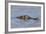 Brazil, Mato Grosso, the Pantanal, Rio Cuiaba. Black Caiman in Water-Ellen Goff-Framed Photographic Print