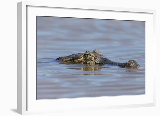 Brazil, Mato Grosso, the Pantanal, Rio Cuiaba. Black Caiman in Water-Ellen Goff-Framed Photographic Print