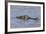 Brazil, Mato Grosso, the Pantanal, Rio Cuiaba. Black Caiman in Water-Ellen Goff-Framed Photographic Print