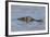 Brazil, Mato Grosso, the Pantanal, Rio Cuiaba. Black Caiman in Water-Ellen Goff-Framed Photographic Print