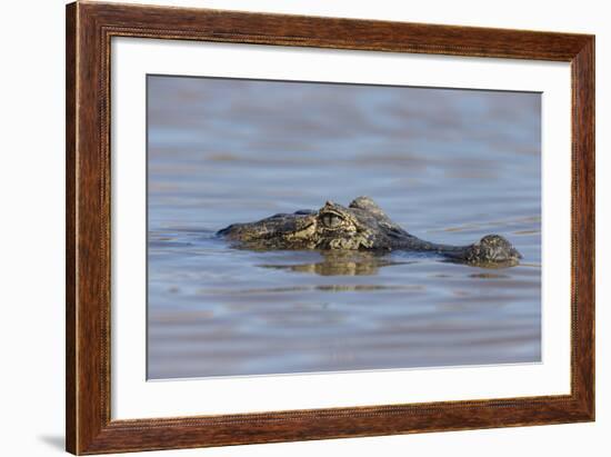 Brazil, Mato Grosso, the Pantanal, Rio Cuiaba. Black Caiman in Water-Ellen Goff-Framed Photographic Print