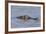 Brazil, Mato Grosso, the Pantanal, Rio Cuiaba. Black Caiman in Water-Ellen Goff-Framed Photographic Print