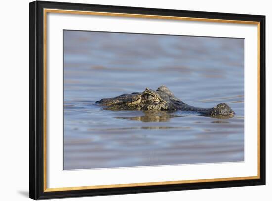 Brazil, Mato Grosso, the Pantanal, Rio Cuiaba. Black Caiman in Water-Ellen Goff-Framed Photographic Print