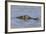 Brazil, Mato Grosso, the Pantanal, Rio Cuiaba. Black Caiman in Water-Ellen Goff-Framed Photographic Print