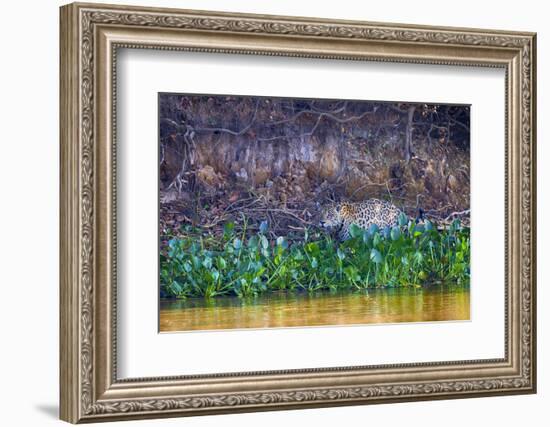 Brazil, Mato Grosso, the Pantanal Rio Cuiaba, Jaguar Among Water Hyacinth-Ellen Goff-Framed Photographic Print