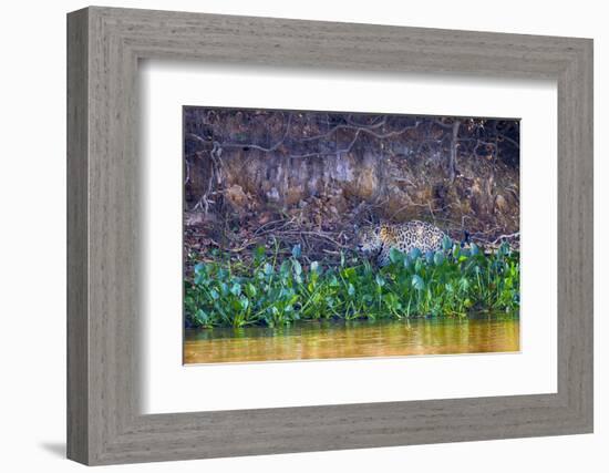 Brazil, Mato Grosso, the Pantanal Rio Cuiaba, Jaguar Among Water Hyacinth-Ellen Goff-Framed Photographic Print