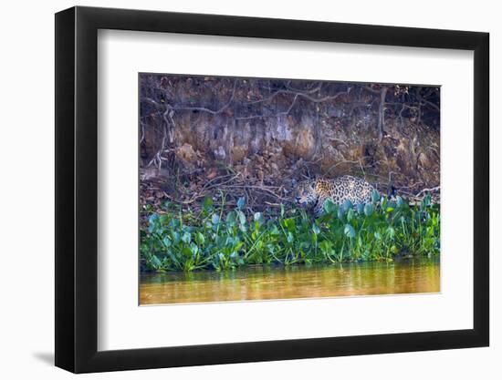 Brazil, Mato Grosso, the Pantanal Rio Cuiaba, Jaguar Among Water Hyacinth-Ellen Goff-Framed Photographic Print