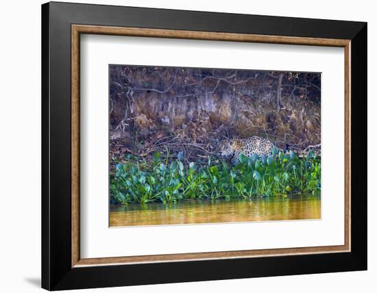 Brazil, Mato Grosso, the Pantanal Rio Cuiaba, Jaguar Among Water Hyacinth-Ellen Goff-Framed Photographic Print