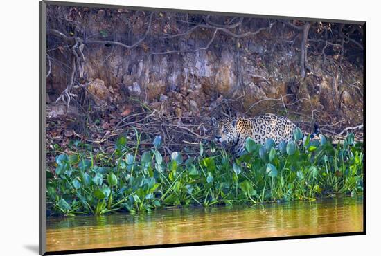 Brazil, Mato Grosso, the Pantanal Rio Cuiaba, Jaguar Among Water Hyacinth-Ellen Goff-Mounted Photographic Print