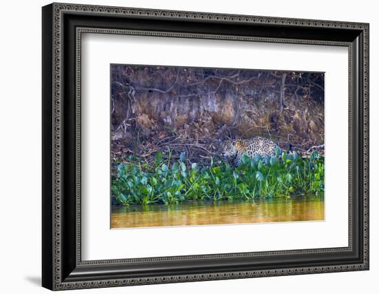 Brazil, Mato Grosso, the Pantanal Rio Cuiaba, Jaguar Among Water Hyacinth-Ellen Goff-Framed Photographic Print