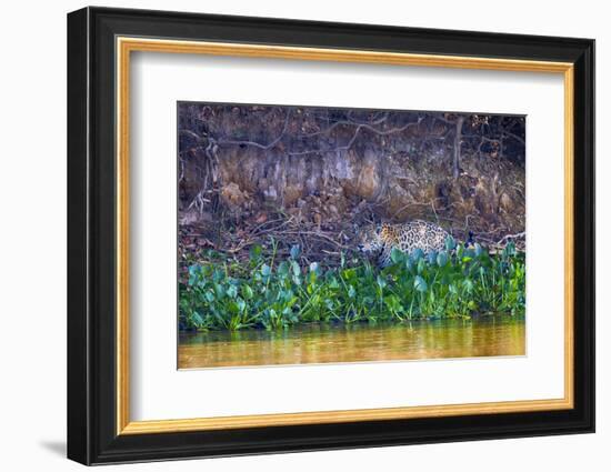 Brazil, Mato Grosso, the Pantanal Rio Cuiaba, Jaguar Among Water Hyacinth-Ellen Goff-Framed Photographic Print