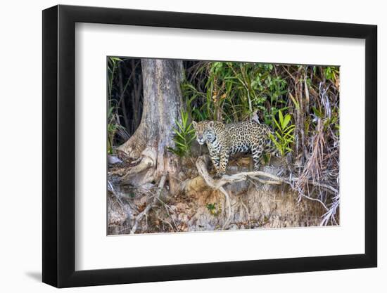 Brazil, Mato Grosso, the Pantanal, Rio Cuiaba. Jaguar Looking Out from Jungle on the River Bank-Ellen Goff-Framed Photographic Print