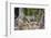 Brazil, Mato Grosso, the Pantanal, Rio Cuiaba. Jaguar Looking Out from Jungle on the River Bank-Ellen Goff-Framed Photographic Print