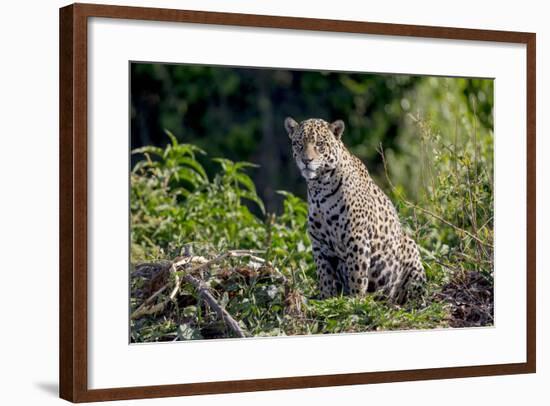 Brazil, Mato Grosso, the Pantanal, Rio Cuiaba. Jaguar on the Bank of the Cuiaba River-Ellen Goff-Framed Photographic Print