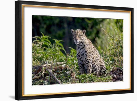 Brazil, Mato Grosso, the Pantanal, Rio Cuiaba. Jaguar on the Bank of the Cuiaba River-Ellen Goff-Framed Photographic Print