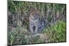 Brazil, Mato Grosso, the Pantanal, Rio Cuiaba. Jaguar on the River Bank-Ellen Goff-Mounted Photographic Print