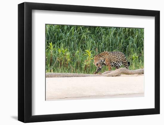 Brazil, Mato Grosso, the Pantanal, Rio Cuiaba, Jaguar-Ellen Goff-Framed Photographic Print