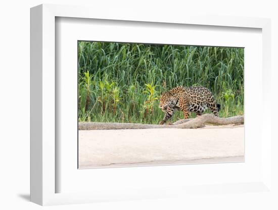 Brazil, Mato Grosso, the Pantanal, Rio Cuiaba, Jaguar-Ellen Goff-Framed Photographic Print