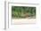 Brazil, Mato Grosso, the Pantanal, Rio Cuiaba, Jaguar-Ellen Goff-Framed Photographic Print