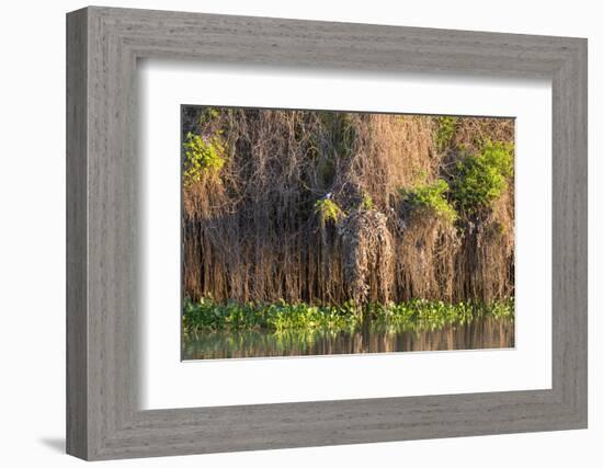 Brazil, Mato Grosso, the Pantanal, Rio Negro. Thick Vines Along the Rio Negro-Ellen Goff-Framed Photographic Print