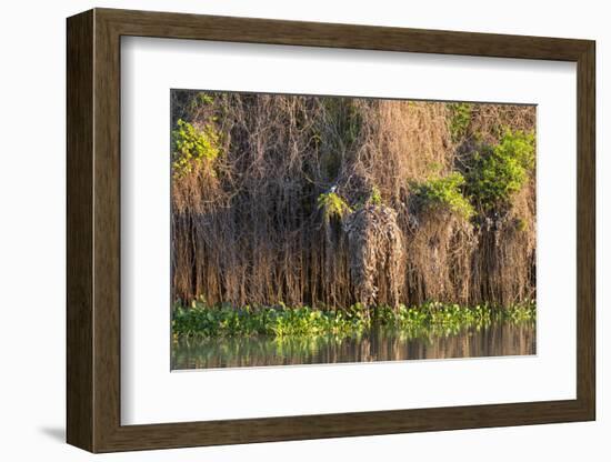 Brazil, Mato Grosso, the Pantanal, Rio Negro. Thick Vines Along the Rio Negro-Ellen Goff-Framed Photographic Print