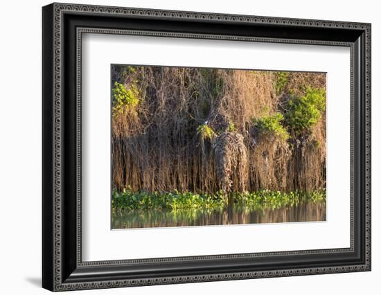 Brazil, Mato Grosso, the Pantanal, Rio Negro. Thick Vines Along the Rio Negro-Ellen Goff-Framed Photographic Print