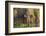 Brazil, Mato Grosso, the Pantanal, Rio Negro. Thick Vines Along the Rio Negro-Ellen Goff-Framed Photographic Print