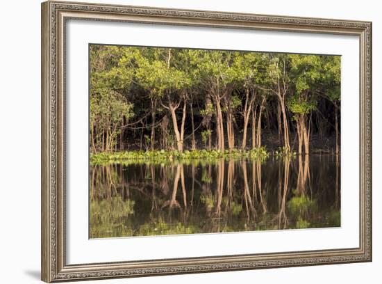 Brazil, Mato Grosso, the Pantanal, Rio Negro. Trees Along the Rio Negro-Ellen Goff-Framed Photographic Print