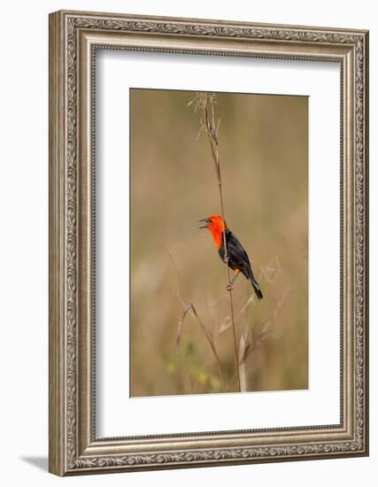 Brazil, Mato Grosso, the Pantanal, Scarlet-Headed Blackbird Singing-Ellen Goff-Framed Photographic Print