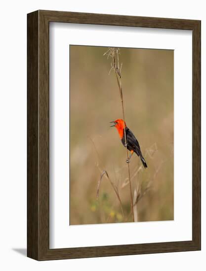 Brazil, Mato Grosso, the Pantanal, Scarlet-Headed Blackbird Singing-Ellen Goff-Framed Photographic Print