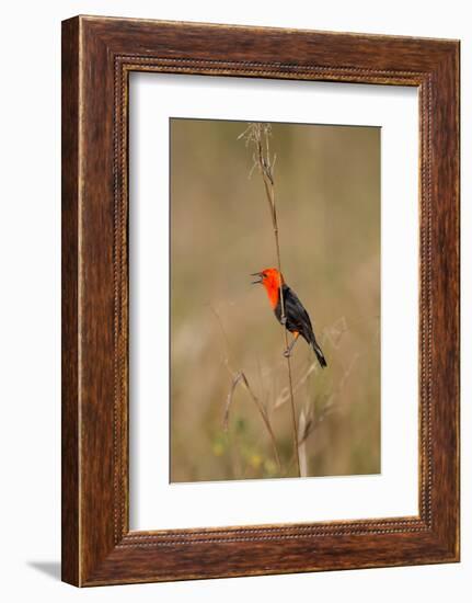 Brazil, Mato Grosso, the Pantanal, Scarlet-Headed Blackbird Singing-Ellen Goff-Framed Photographic Print