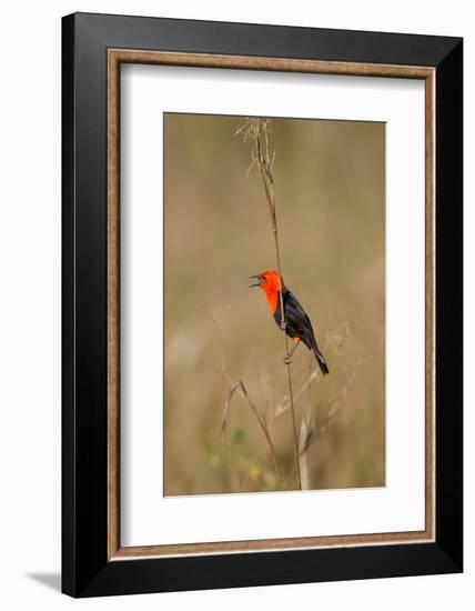 Brazil, Mato Grosso, the Pantanal, Scarlet-Headed Blackbird Singing-Ellen Goff-Framed Photographic Print