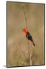 Brazil, Mato Grosso, the Pantanal, Scarlet-Headed Blackbird Singing-Ellen Goff-Mounted Photographic Print