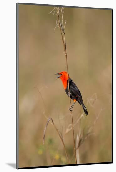 Brazil, Mato Grosso, the Pantanal, Scarlet-Headed Blackbird Singing-Ellen Goff-Mounted Photographic Print