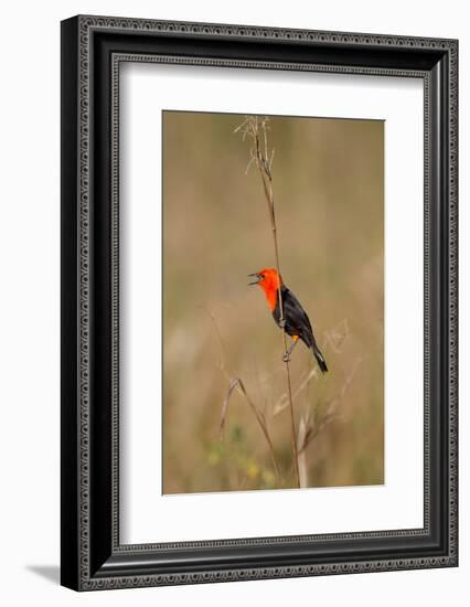 Brazil, Mato Grosso, the Pantanal, Scarlet-Headed Blackbird Singing-Ellen Goff-Framed Photographic Print