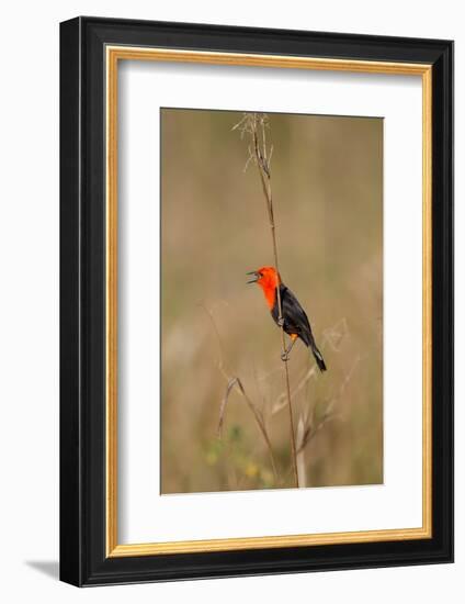 Brazil, Mato Grosso, the Pantanal, Scarlet-Headed Blackbird Singing-Ellen Goff-Framed Photographic Print