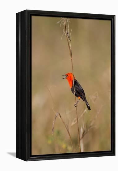 Brazil, Mato Grosso, the Pantanal, Scarlet-Headed Blackbird Singing-Ellen Goff-Framed Premier Image Canvas