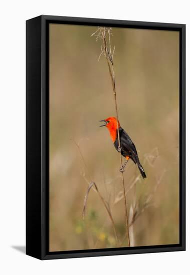 Brazil, Mato Grosso, the Pantanal, Scarlet-Headed Blackbird Singing-Ellen Goff-Framed Premier Image Canvas