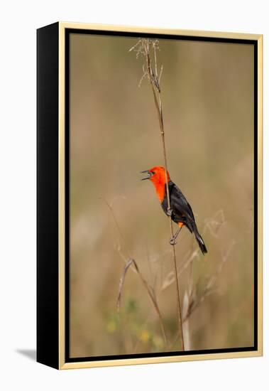 Brazil, Mato Grosso, the Pantanal, Scarlet-Headed Blackbird Singing-Ellen Goff-Framed Premier Image Canvas